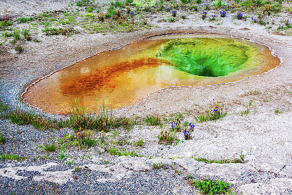 Wall Art featuring the photograph Yellowstone Orange-green Pool At Springtime by Tatiana Travelways