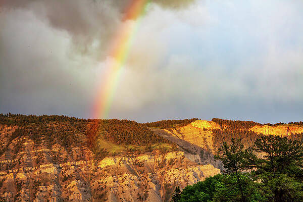 Tree Wall Art featuring the photograph Yellowstone Rainbow by Tatiana Travelways