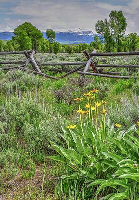 Wyoming Wall Art featuring the photograph Yellowstone Summer by Randall Dill