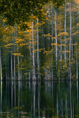 Summer Wall Art featuring the photograph Yellowwood by Shannon Williams