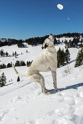 Oregon Photograph - Yep I See It by Diane Moller