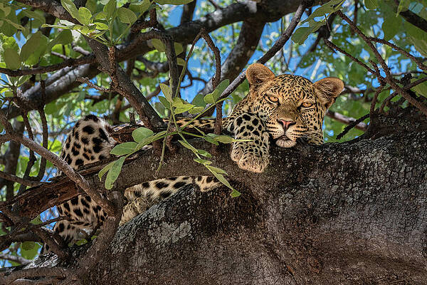 Wildlife Photograph - You Disturbed My Nap by Maryanne Keeling