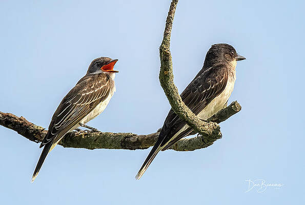 Wildlife Photograph - You Never Listen To Me by Dan Beauvais