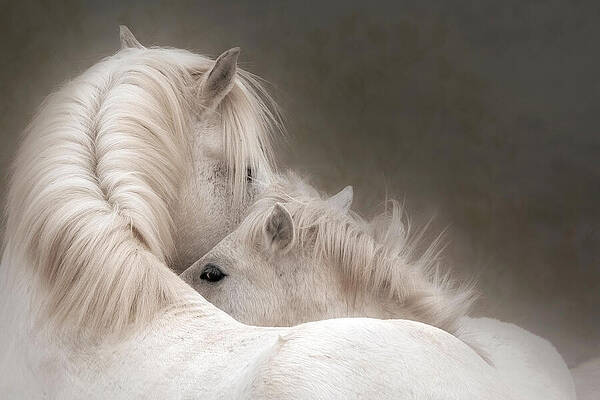 Tender Moment Between Horses Photograph