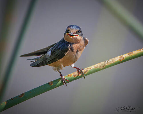 Beak Photograph - Young Barn Swallow by Joe Fisher