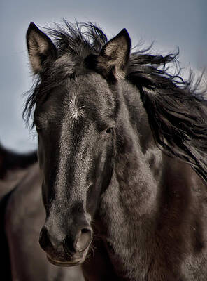 Wall Art featuring the photograph Young Black Wild Mustang Portrait by Waterdancer