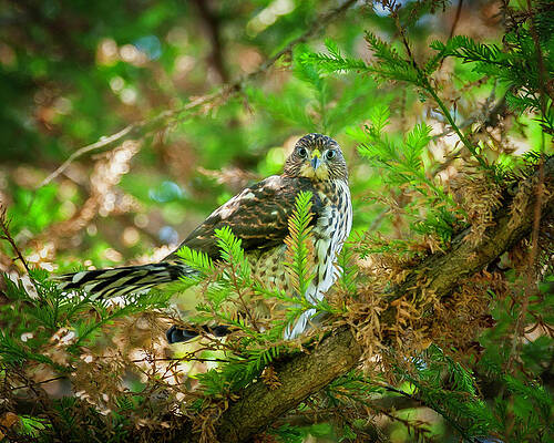 Hawk Photograph - Young Cooper's Hawk by Joe Fisher
