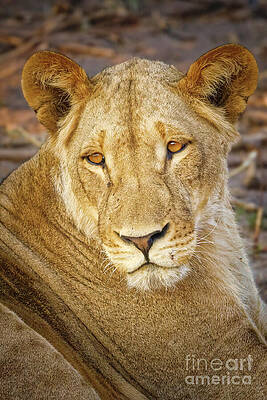 Majestic Lioness Resting Photograph