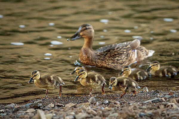 Wall Art featuring the photograph Young Mallards On The Prowl by Jeff Phillippi