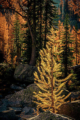 Image Photograph - Young Mountain Larch 1 by Ursula Abresch