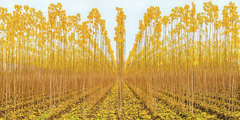 Yellow Wall Art featuring the photograph Young Poplar Trees by Elvira Peretsman