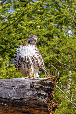 Nature Photograph - Young Redtail by Linda Ryma