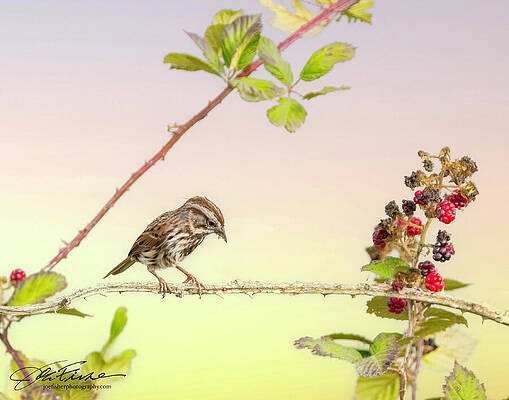 Branch Wall Art featuring the photograph Young Song Sparrow by Joe Fisher