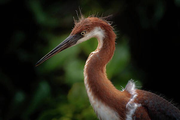 Wall Art featuring the photograph Young Tri Colored Heron by Rebecca Herranen