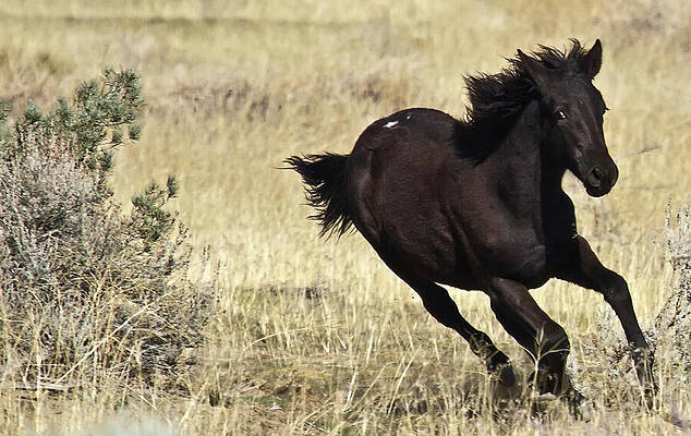 Wildlife Wall Art featuring the photograph Young Wild Mustang Black Foal Running by Waterdancer