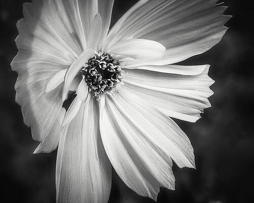 Wall Art featuring the photograph Young Wildflower Black And White by Jason Fink