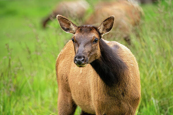 California Wall Art featuring the photograph Young Roosevelt Elk by Diane Moller
