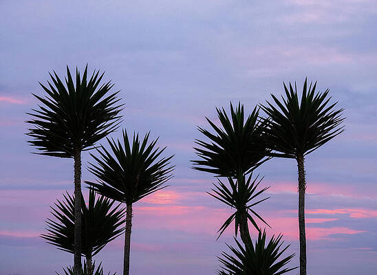 Wall Art featuring the photograph Yucca Sunset Silhouette by Joe Schofield
