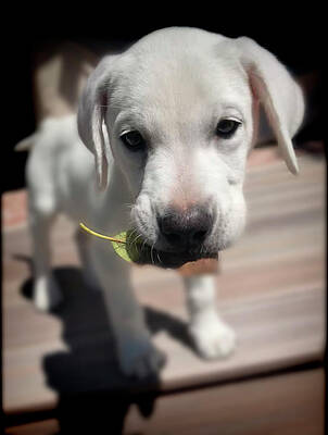 Animal Photograph - Yummy Leaves by Waterdancer