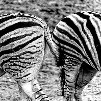 Philadelphia Wall Art featuring the photograph Zebra Butts Philadelphia PA by Louis Dallara