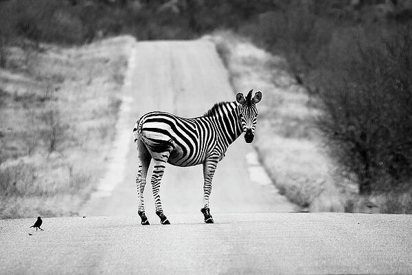 Portland Photograph - Zebra Crossing by Mia Badenhorst