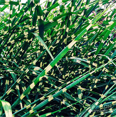 Wall Art featuring the photograph Zebra Grass by Onedayoneimage Photography