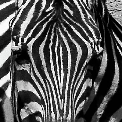Philadelphia Wall Art featuring the photograph Zebra Head In Philadelphia PA Zoo by Louis Dallara
