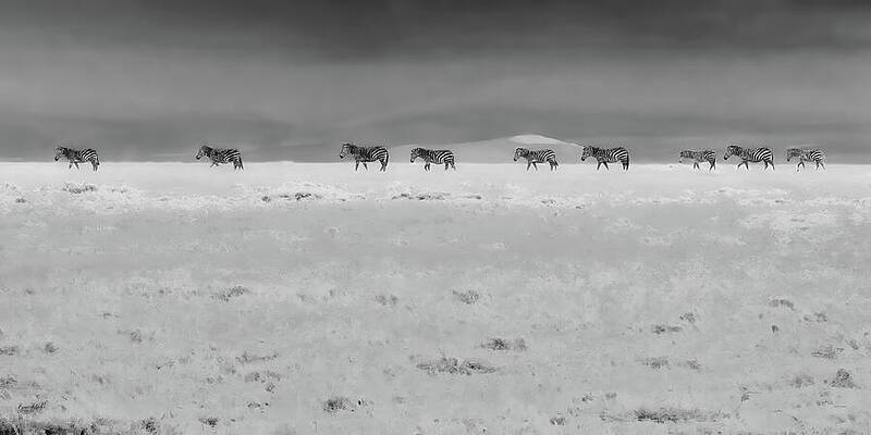 Zebra Herd in Black and White Digital Art