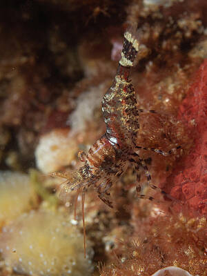 Ocean Photograph - Zebra Lebbid Shrimp by Brian Weber