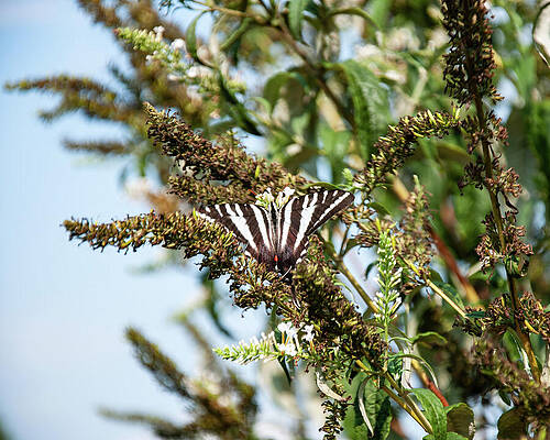 Wall Art featuring the photograph Zebra Swallowtail On A Bush by Flees Photos