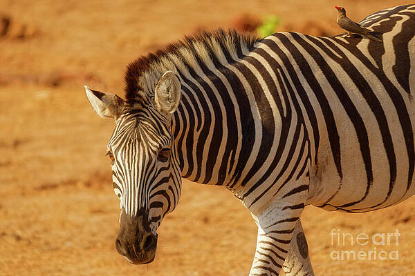Zebra with Bird on Its Back Photograph