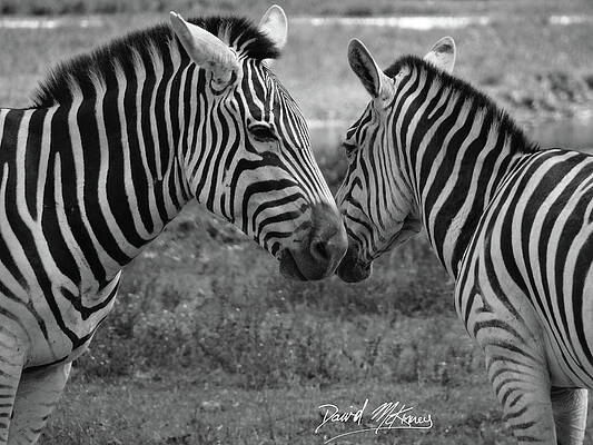 Wildlife Photograph - Zebras by David McKinney