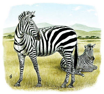 Animal Wall Art featuring the painting Zebras by Gene Jarvis