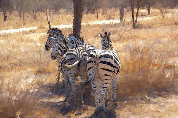 Wall Art featuring the digital art Zebras In The Savannah by John Twynam