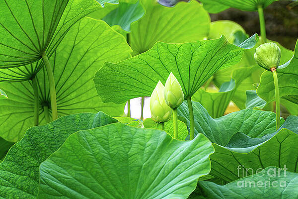 Flower Wall Art featuring the photograph Zen Garden by Helo Art