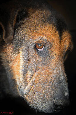Dog Photograph - Zeus The Wonder Dog by Rene Vasquez