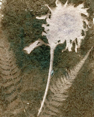 Botanical Shadow Study Wall Art