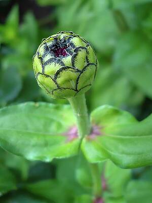 Natural Photograph - Zinnia Bud In Bloom by Deb Beausoleil