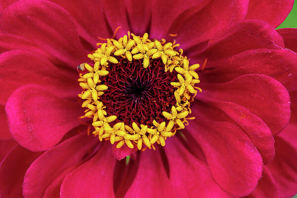 Close-Up of Vibrant Zinnia Bloom Wall Art