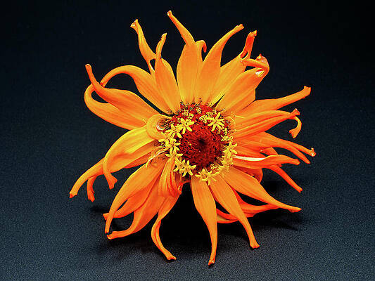 Wall Art featuring the photograph Zinnia A La Seconde by Joe Schofield