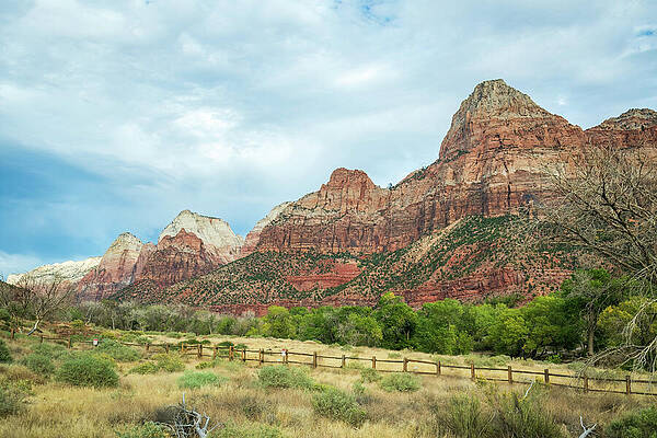 Tree Wall Art featuring the photograph Zion National Park by Diane Moller