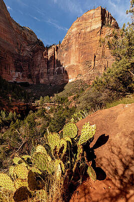 Desert Photograph - Cactus Along The Kayenta Trail by Craig A Walker