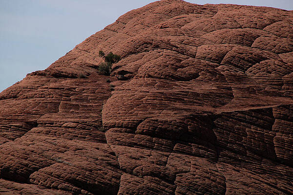 Natural Wall Art featuring the photograph Zion_9877 by Linda Triplett