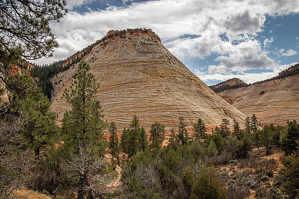 Wall Art featuring the photograph Zion_9994 by Linda Triplett