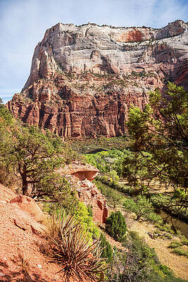 Tree Wall Art featuring the photograph Zion's Trail View by Diane Moller