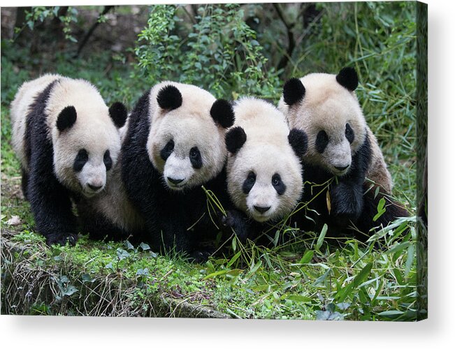 Four Giant Pandas In A Row Acrylic Print by Suzi Eszterhas