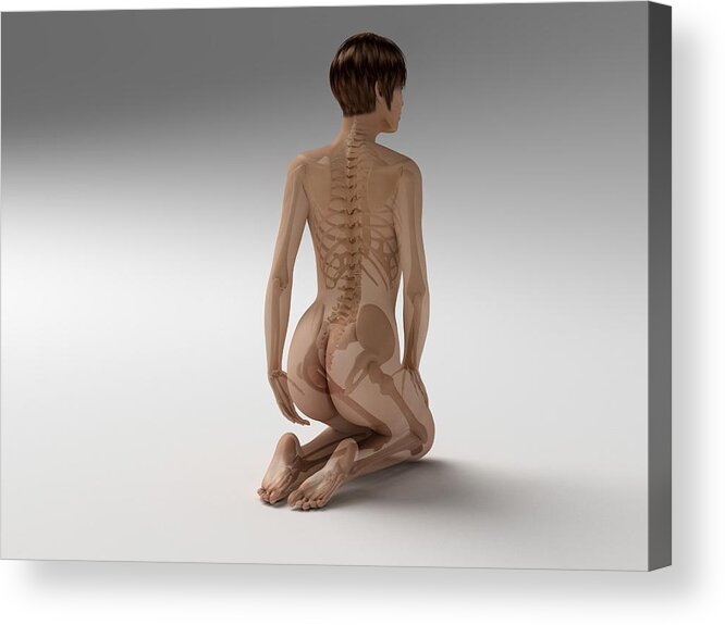 Female Anatomy, Artwork #11 Acrylic Print by 3Dmedisphere