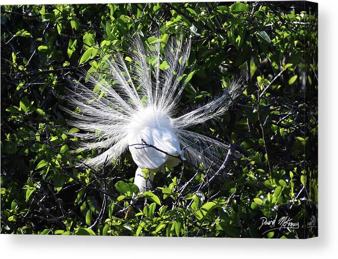 Bird Canvas Print featuring the photograph Great Egret Plumage by David McKinney Bird Canvas Print featuring the photograph Great Egret Plumage by David McKinney