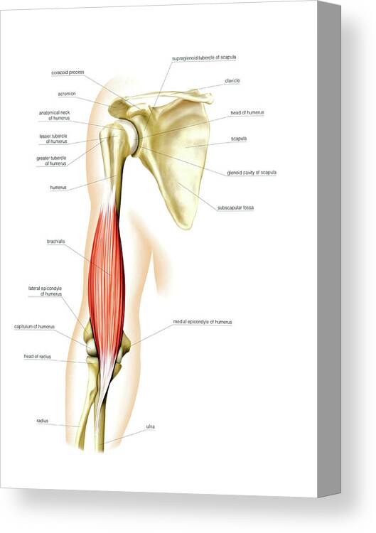 Anterior Arm Muscles Canvas Print by Asklepios Medical Atlas / Science ...
