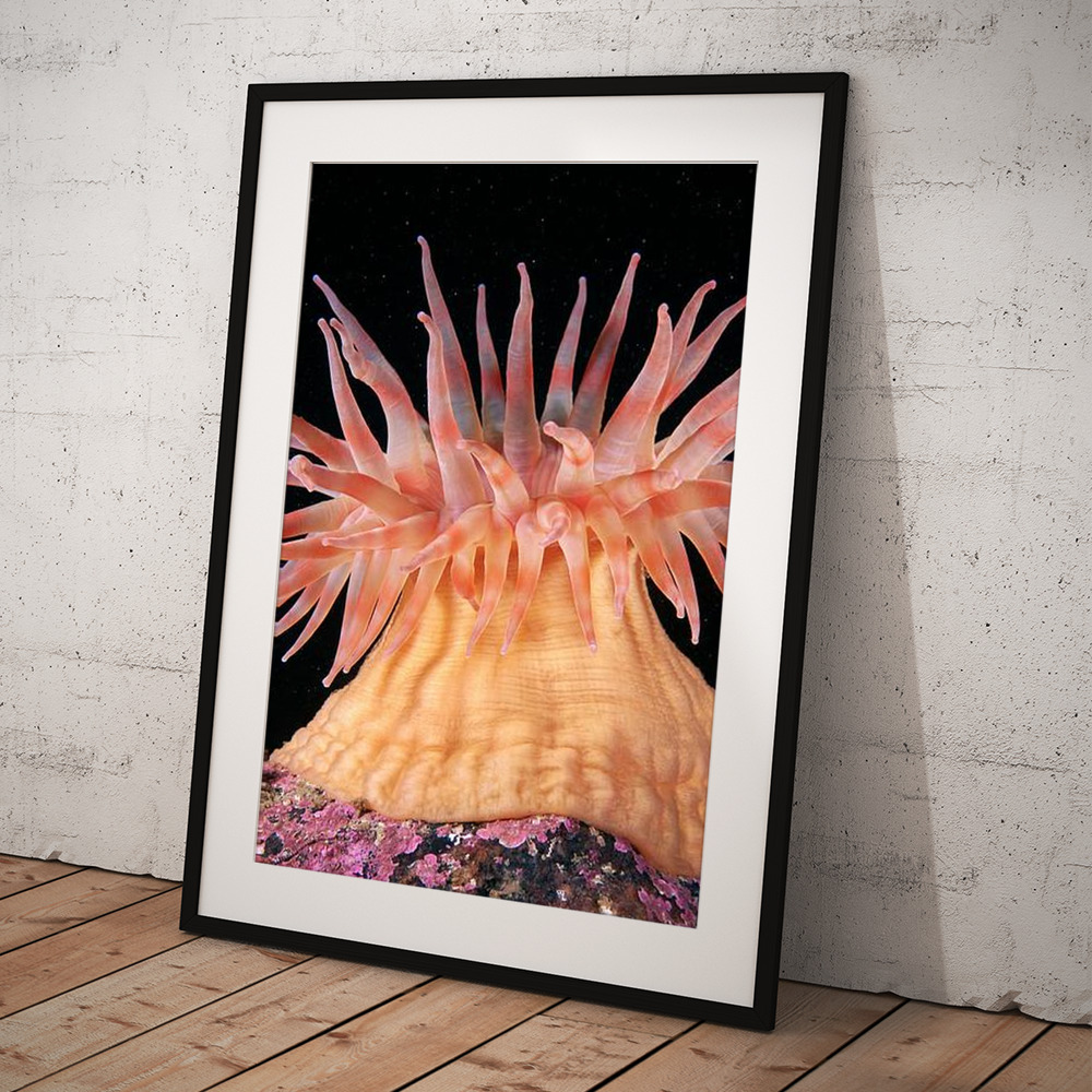 Stomphia Sea Anemone Art Print by Alexander Semenov / Science
